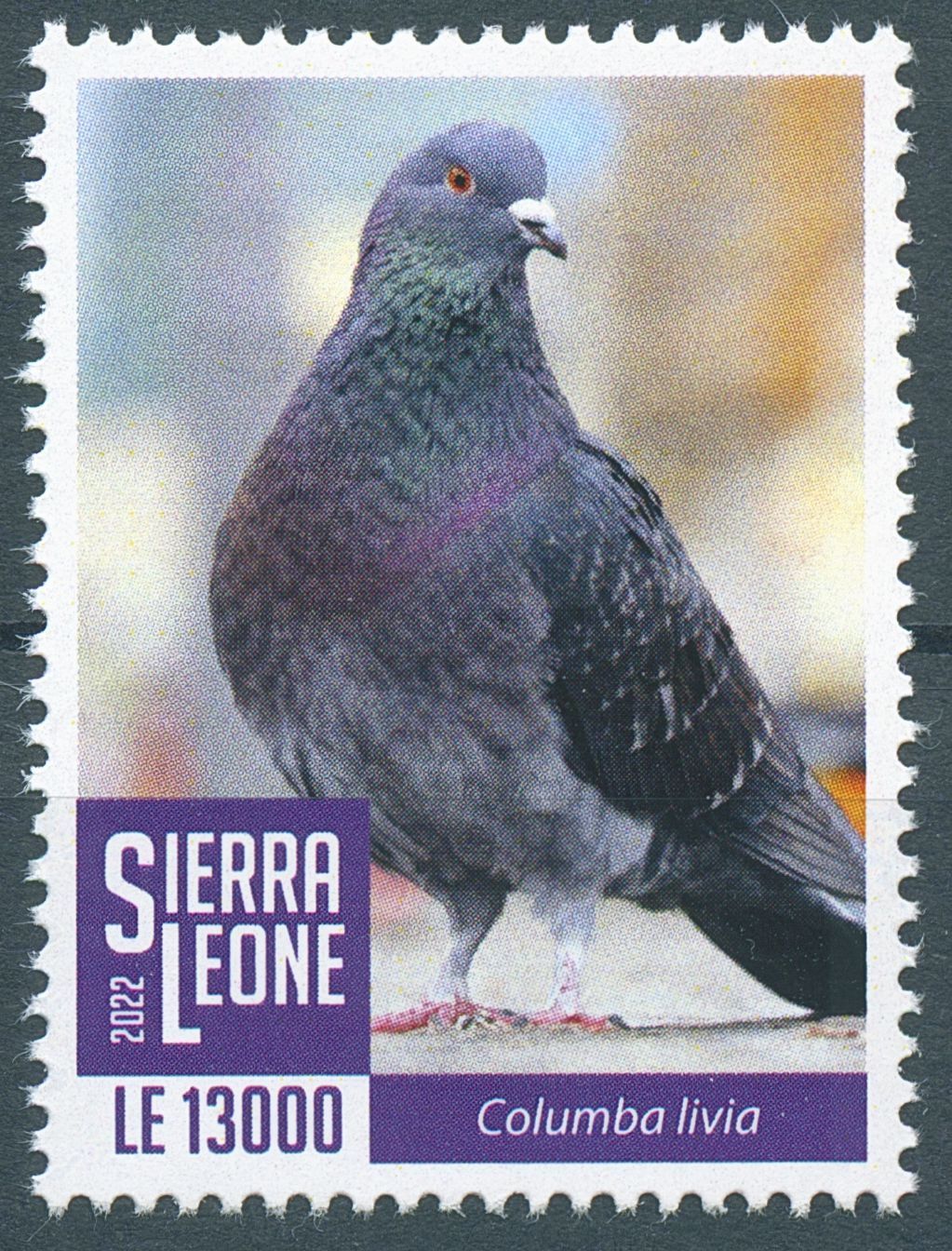 Sierra Leone 2022 MNH Birds on Stamps Rock Doves Pigeons 1v Set