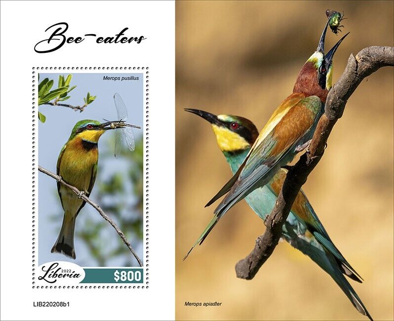 Liberia 2022 MNH Birds on Stamps Bee-Eaters Little Bee-Eater 1v S/S I