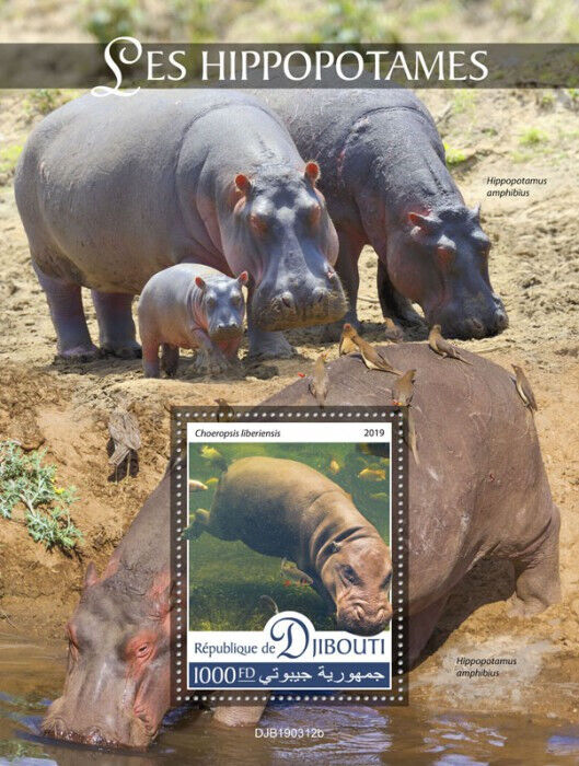 Djibouti 2019 MNH Wild Animals Stamps Hippopotamus Hippos 1v S/S