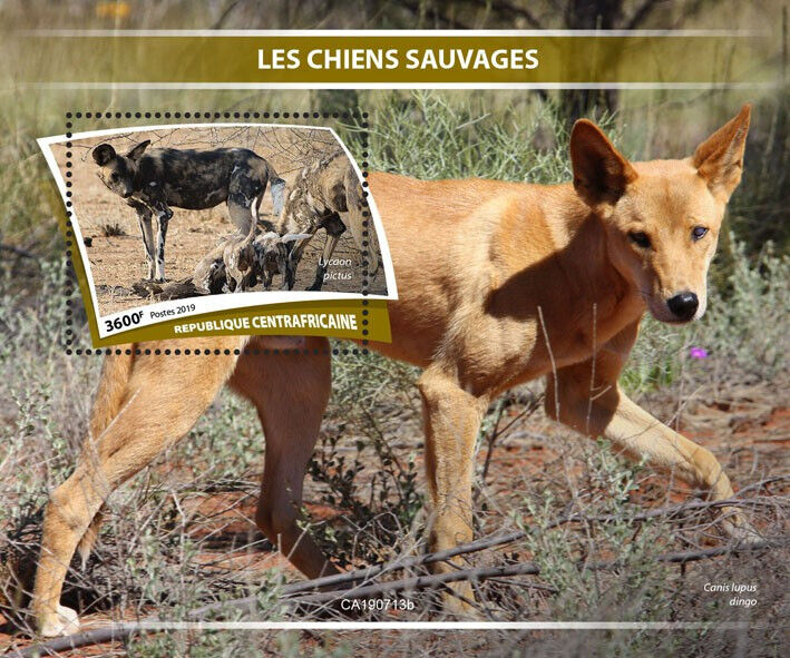 Central African Rep 2019 MNH Wild Animals Stamps African Wild Dogs Dingo 1v S/S