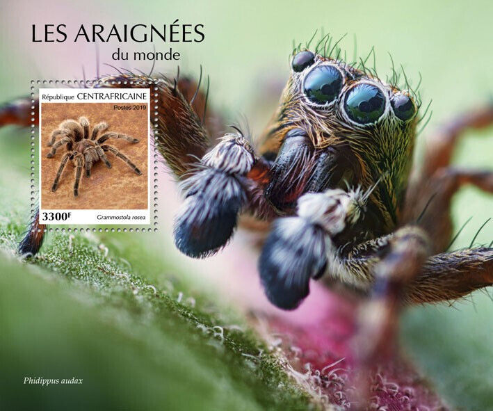 Central African Rep 2019 MNH Spiders Stamps Arachnids Rosehair Tarantulas 1v S/S