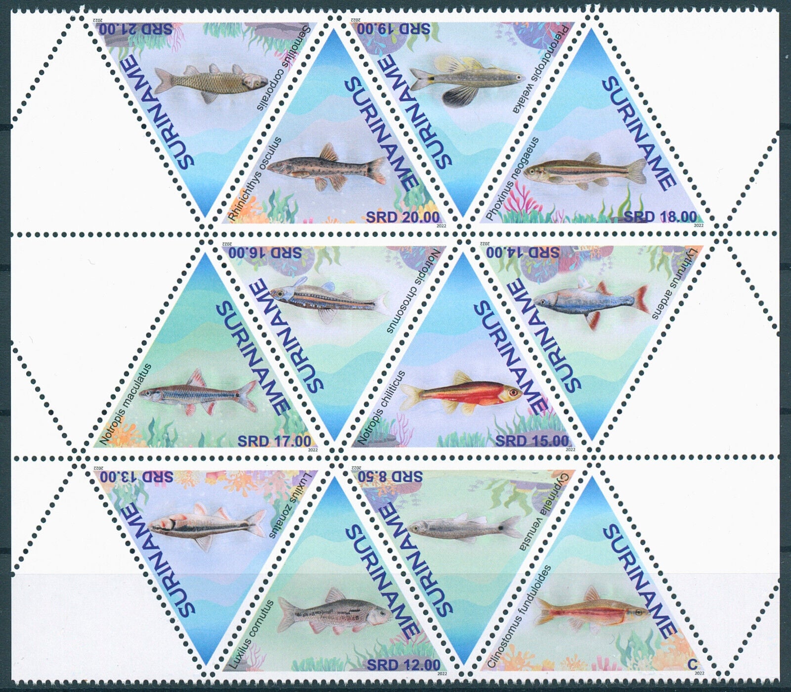 Suriname 2022 MNH Fish Stamps Fishes Rosyside Dace 12v Block