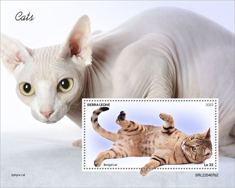 Sierra Leone 2022 MNH Cats Stamps Bengal Sphynx Cat Pets 1v S/S II