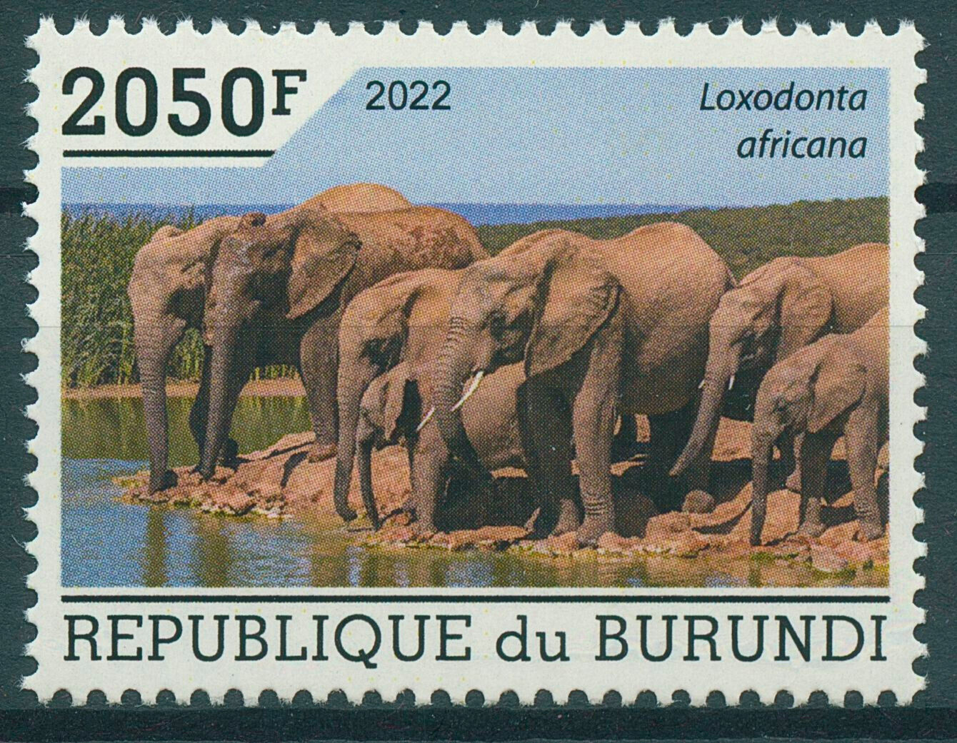 Burundi 2022 MNH Wild Animals Stamps Elephants African Bush Elephant 2050F 1v