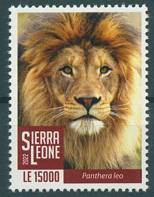 Sierra Leone 2022 MNH Wild Animals Stamps Lions Lion Big Cats Fauna 1v Set