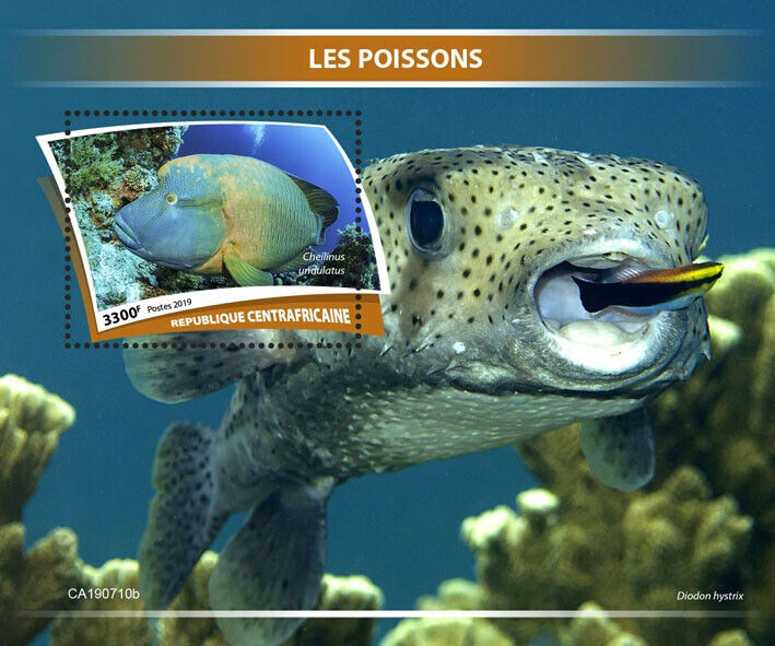 Central African Rep 2019 MNH Fish Stamps Fishes Humphead Wrasse 1v S/S
