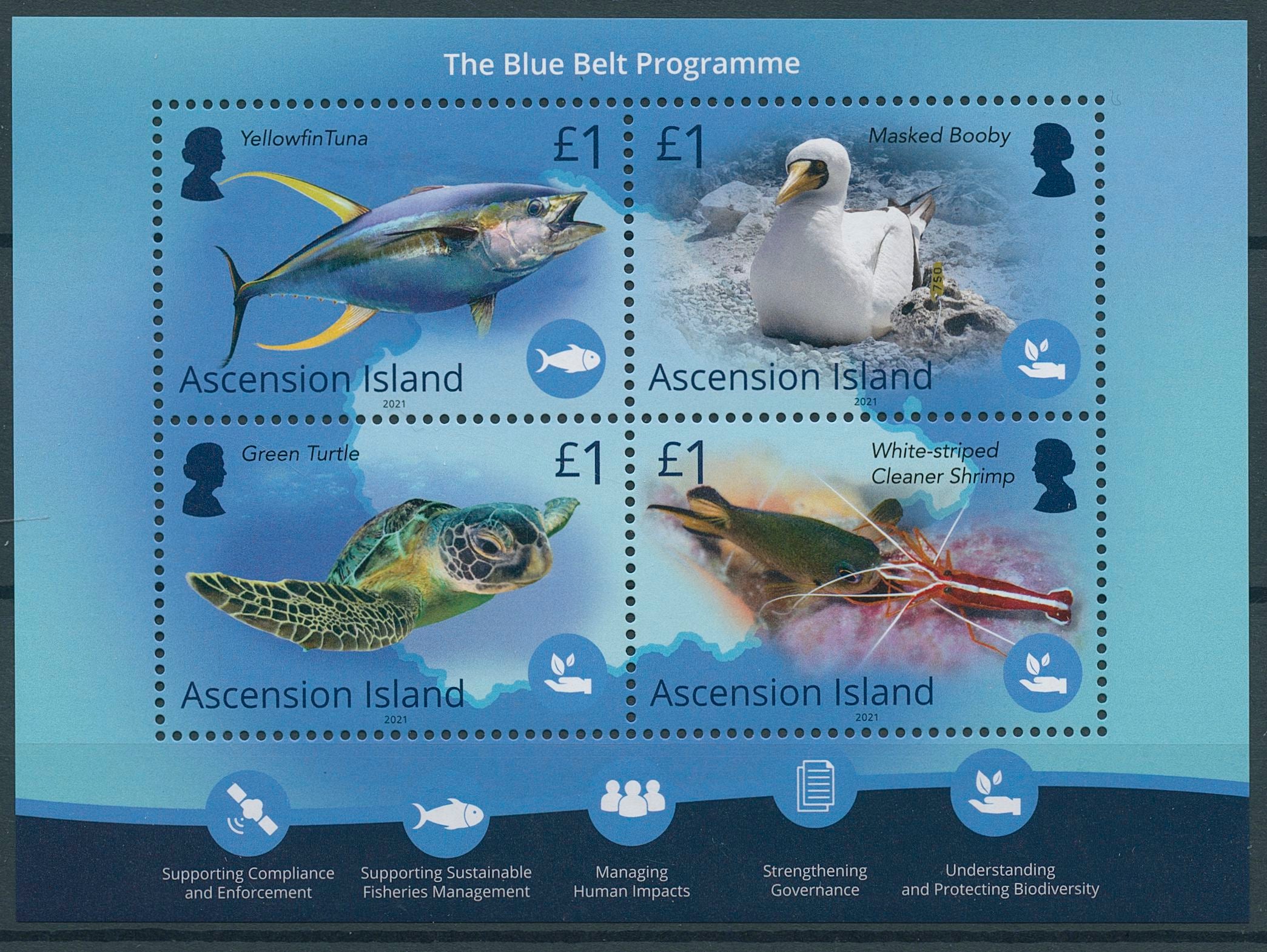 Ascension Island 2021 MNH Marine Animals Stamps Blue Belt Programme Birds Fish Turtles 4v M/S