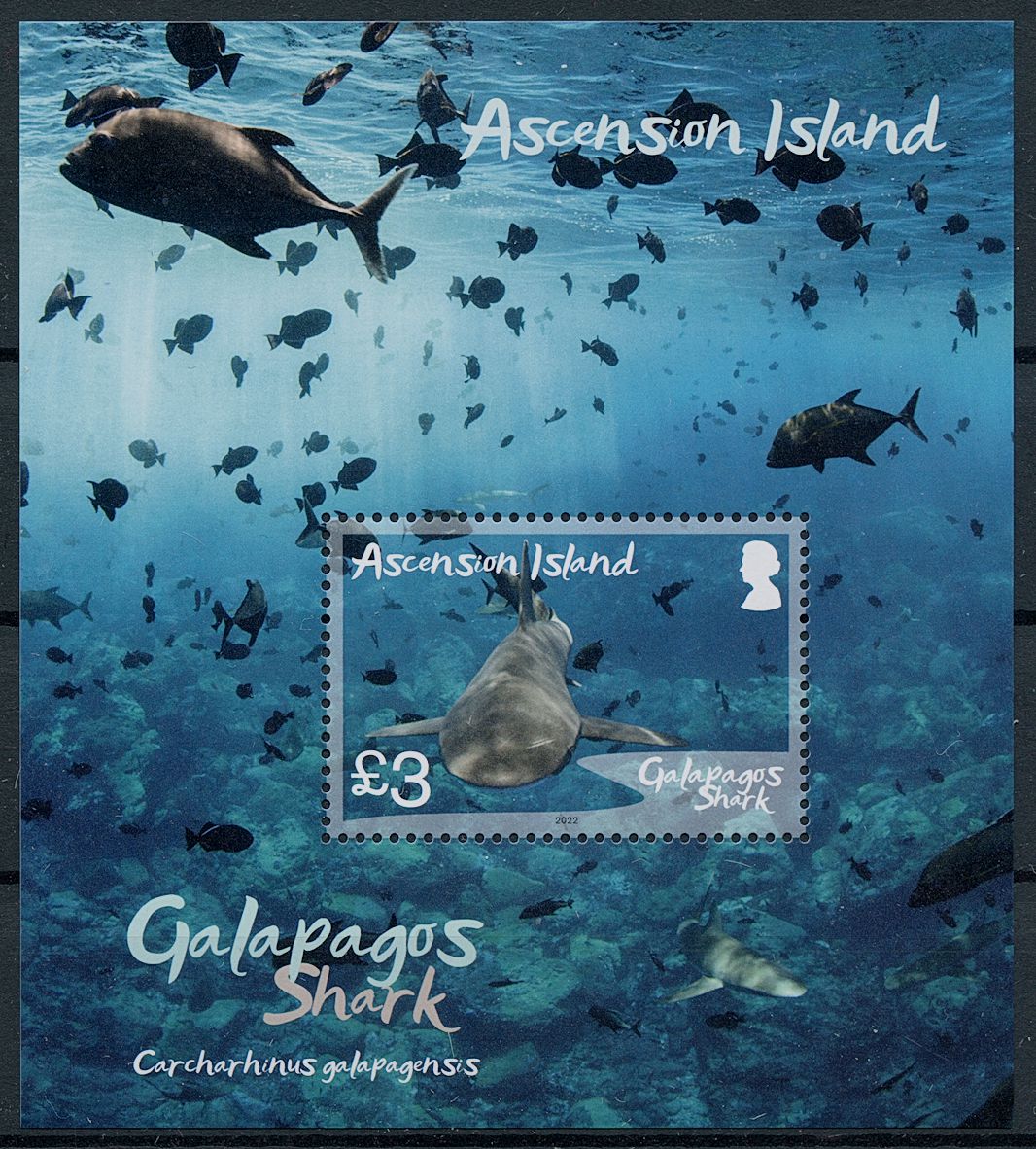 Ascension Island 2022 MNH Marine Animals Stamps Galapagos Shark Sharks 1v M/S