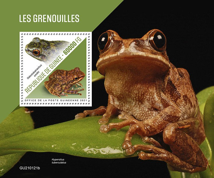 Guinea 2021 MNH Frogs Stamps Smith's Torrent-Frog Frog Amphibians 1v S/S