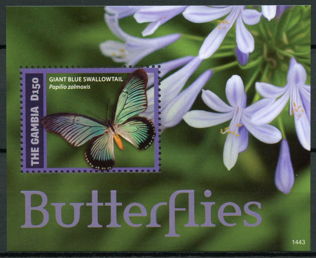 Gambia 2014 MNH Butterflies Stamps Giant Blue Swallowtail Butterfly 1v S/S II