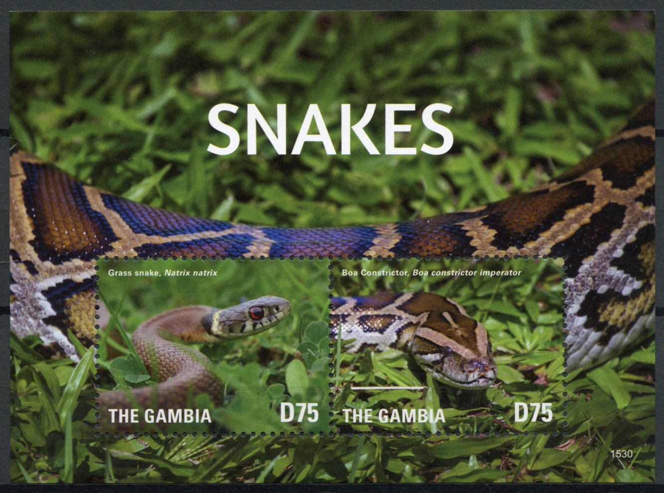 Gambia 2015 MNH Snakes Stamps Reptiles Grass Snake Boa Constrictor 2v S/S II