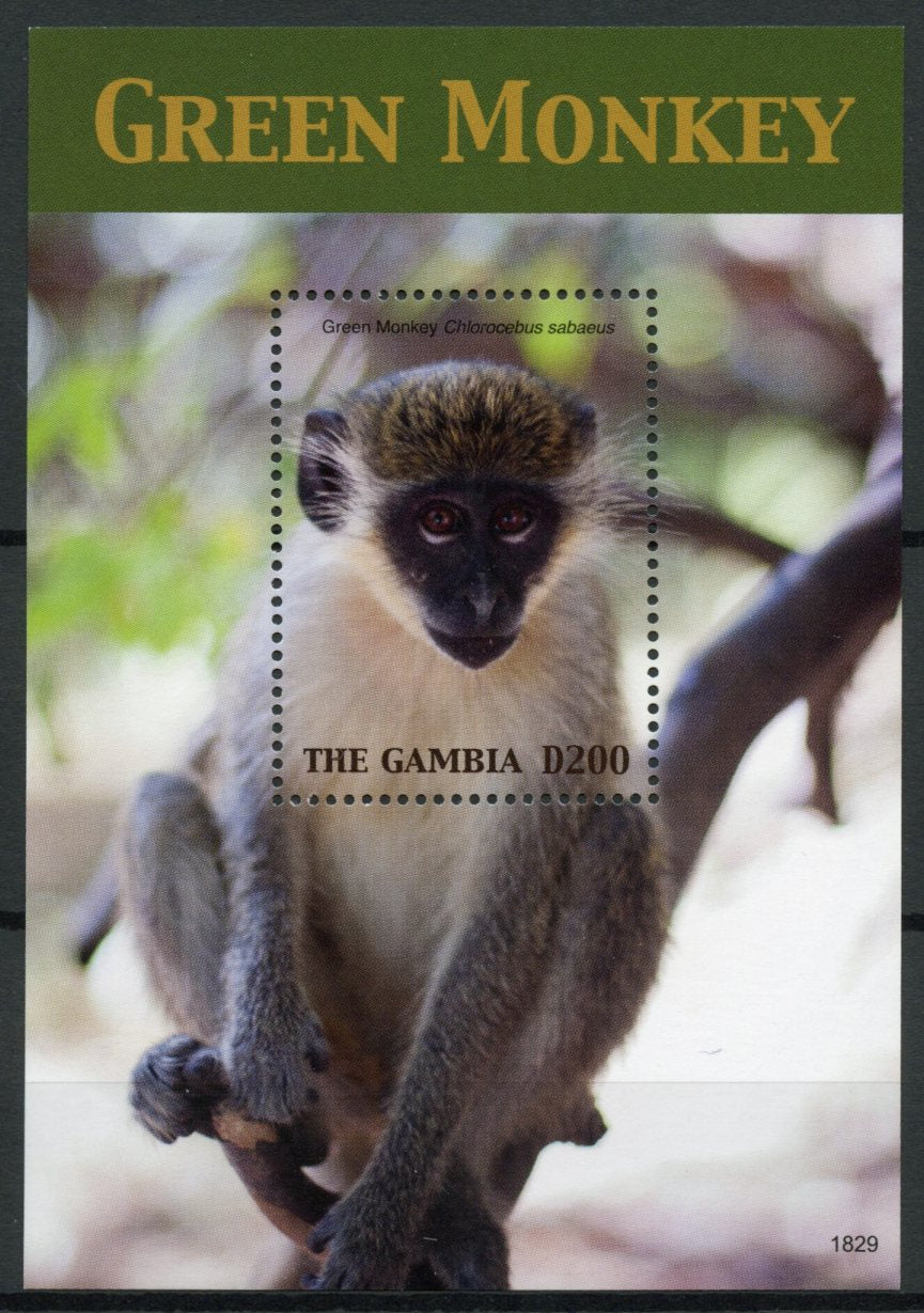 Gambia 2018 MNH Green Monkey 1v S/S Fauna Monkeys Primates Wild Animals Stamps