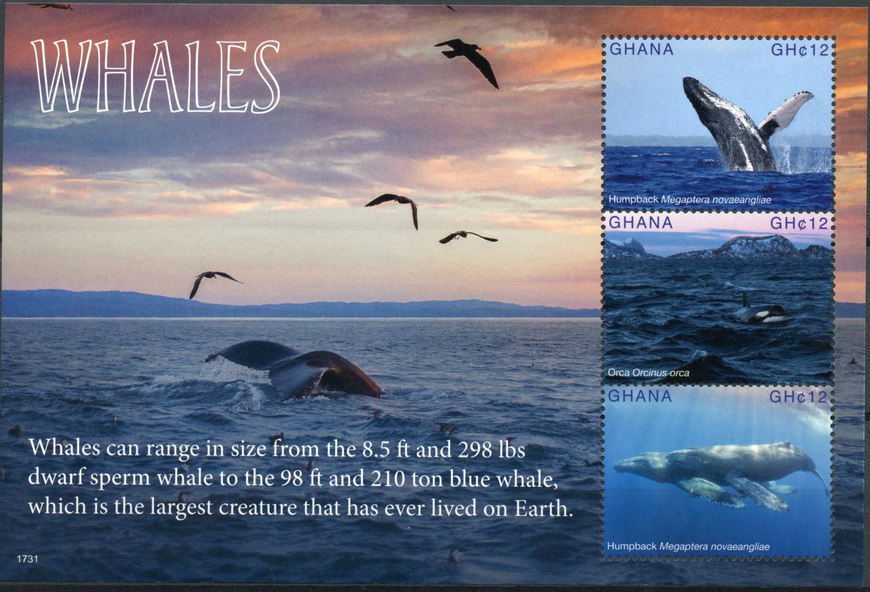 Ghana 2017 MNH Whales Humpback Whale Orca 3v M/S Marine Animals Stamps
