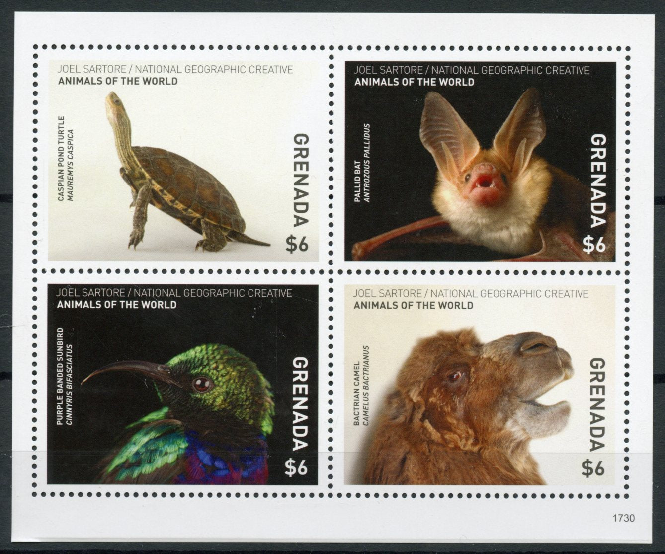 Grenada 2017 MNH Wild Animals of World 4v M/S Turtles Bats Birds Camels Stamps