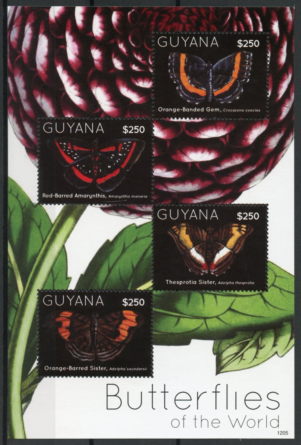 Guyana 2012 MNH Butterflies of World 4v Sheet I Thesprotia Sister Amarynthis