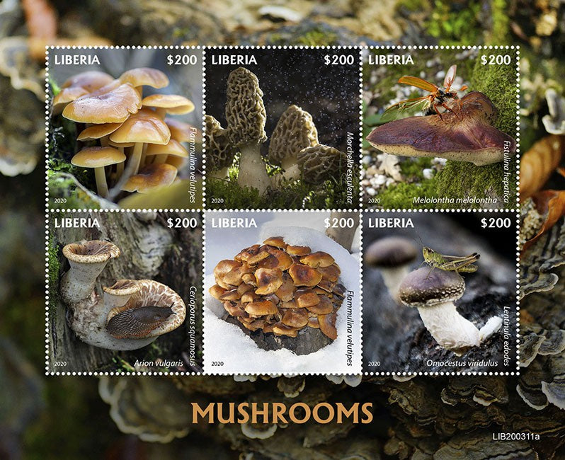 Liberia 2020 MNH Mushrooms Stamps Fungi Mushroom Nature Insects 6v M/S