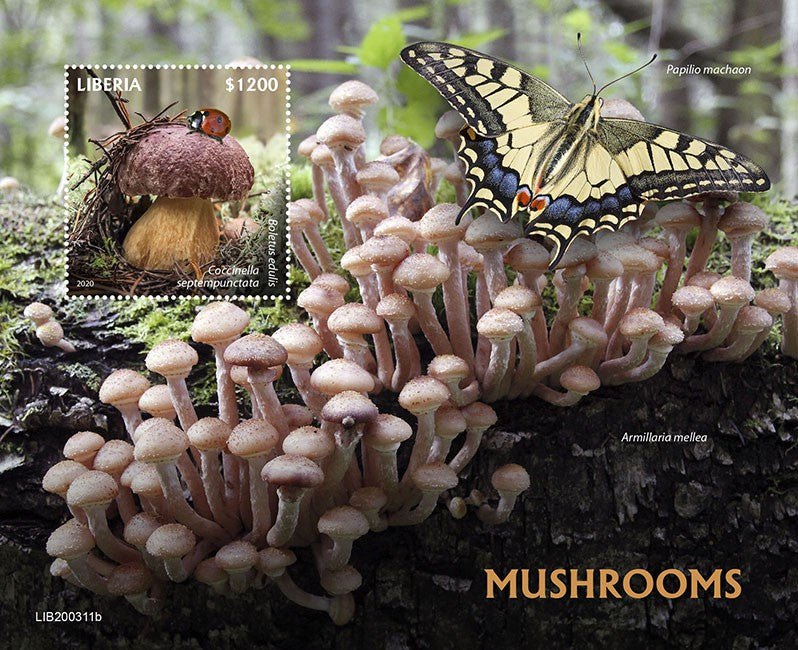 Liberia 2020 MNH Mushrooms Stamps Fungi Mushroom Nature Butterflies 1v S/S