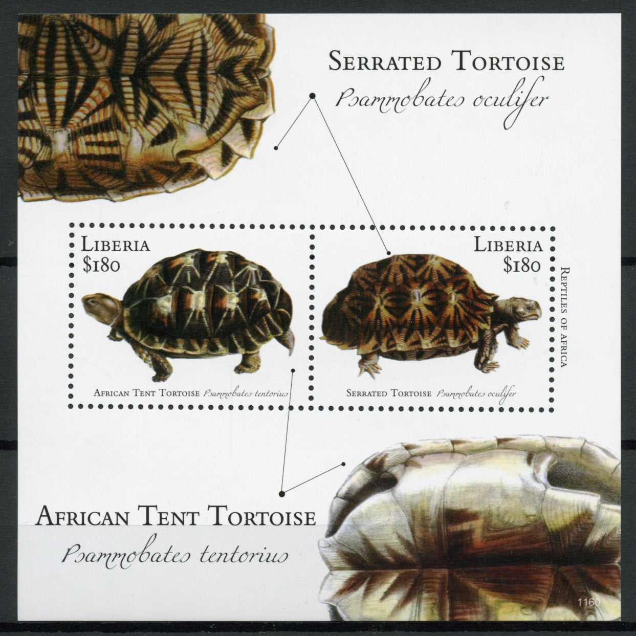 Liberia 2011 MNH Reptiles of Africa 1v S/S II Turtles Tortoises Stamps
