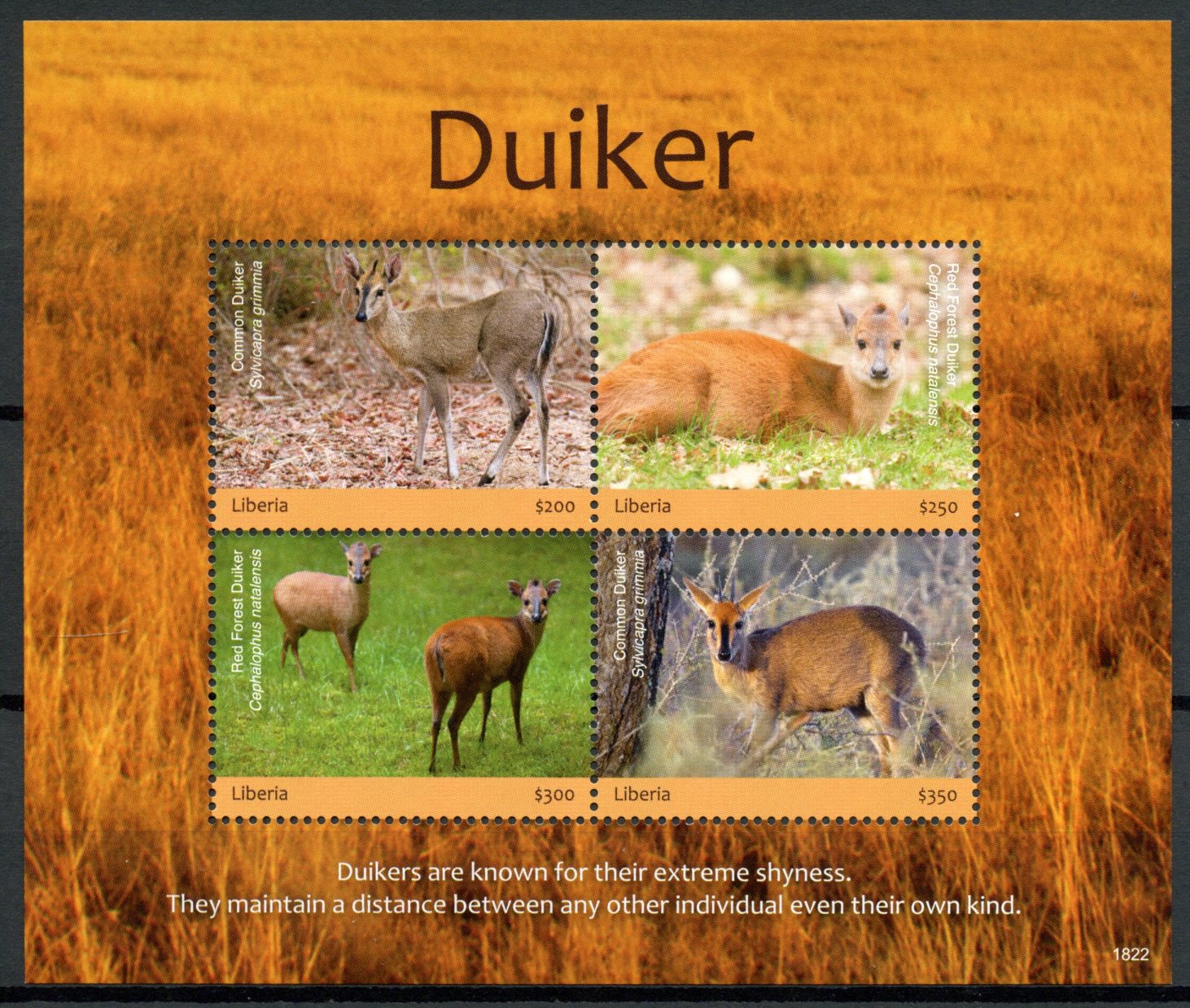 Liberia 2018 MNH Duiker 4v M/S Antelopes Mammals Wild Animals Stamps