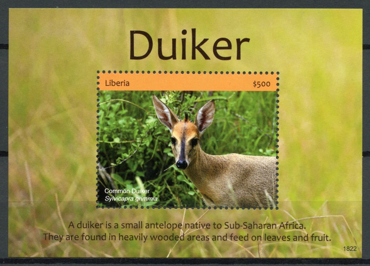 Liberia 2018 MNH Duiker 1v S/S Antelopes Mammals Wild Animals Stamps