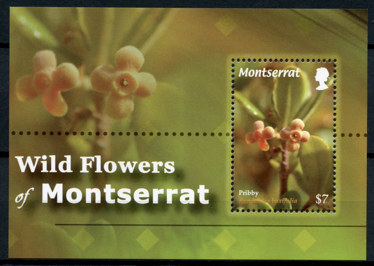Montserrat 2010 MNH Wild Flowers of Montserrat 1v S/S Flora Pribby