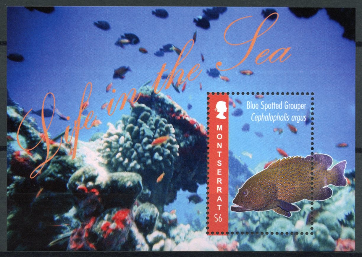 Montserrat 2012 MNH Life in the Sea 1v S/S Fish Marine Blue Spotted Grouper