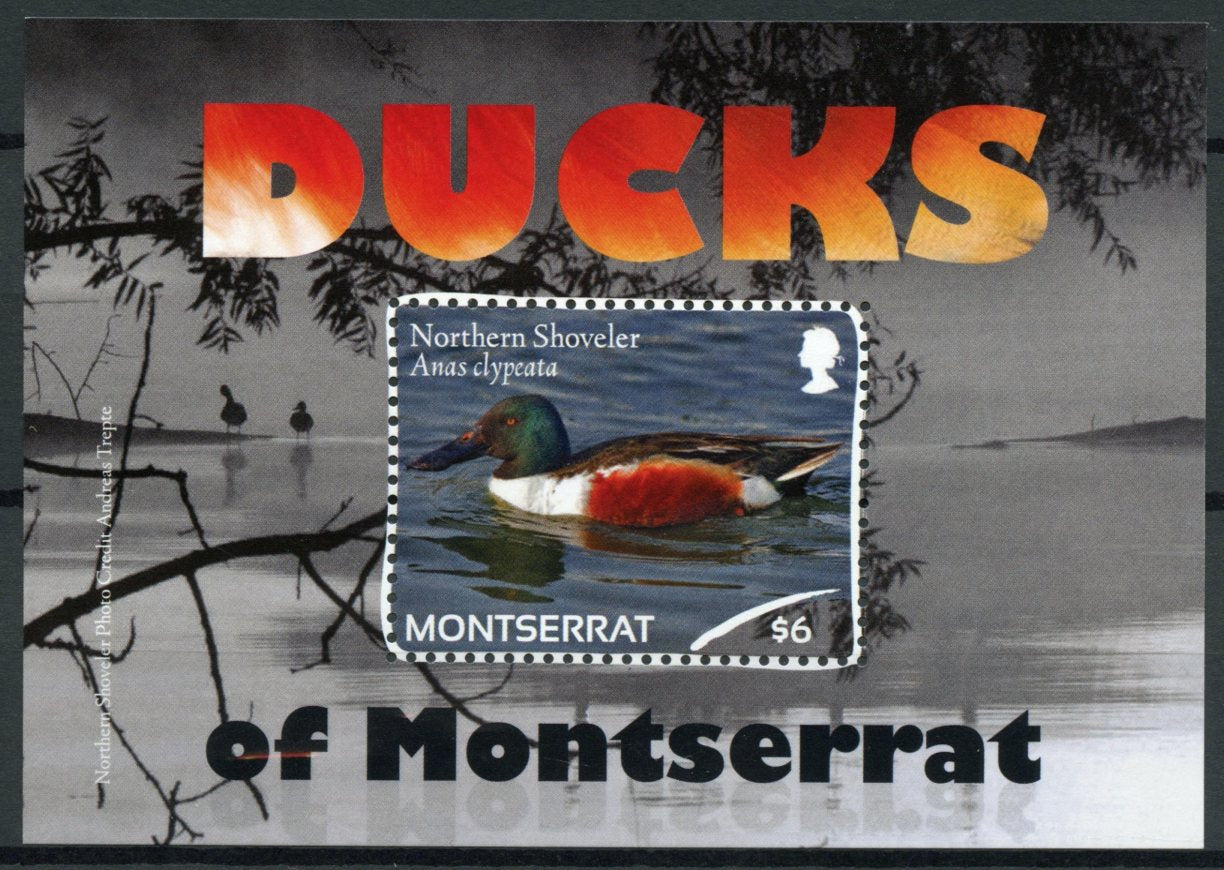 Montserrat 2012 MNH Ducks 1v S/S Birds Northern Shoveler Anas Clypeata