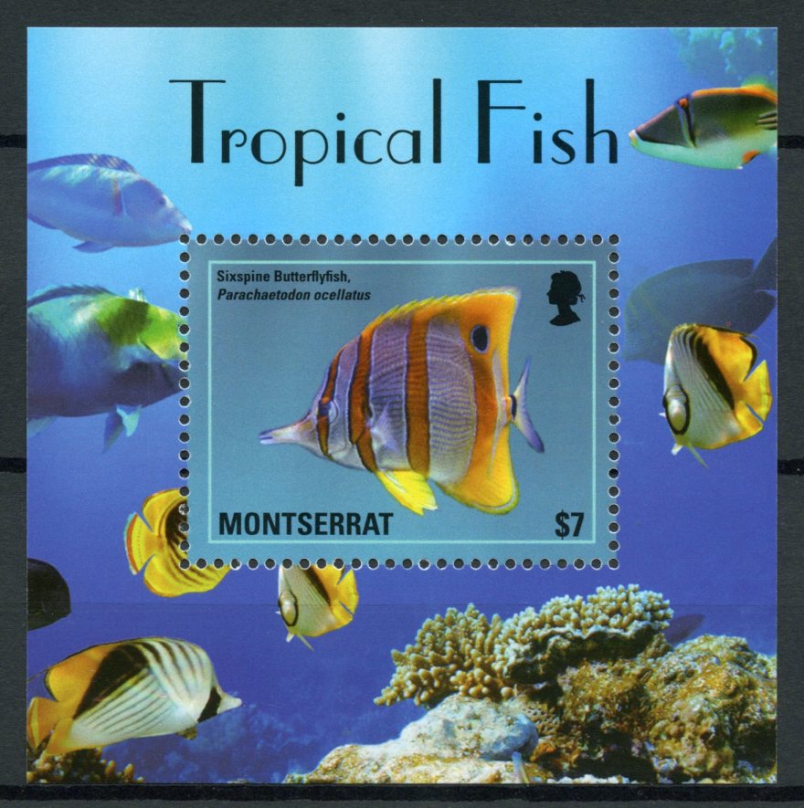 Montserrat 2014 MNH Fish Stamps Tropical Fish Sixspine Butterflyfish Fishes 1v S/S