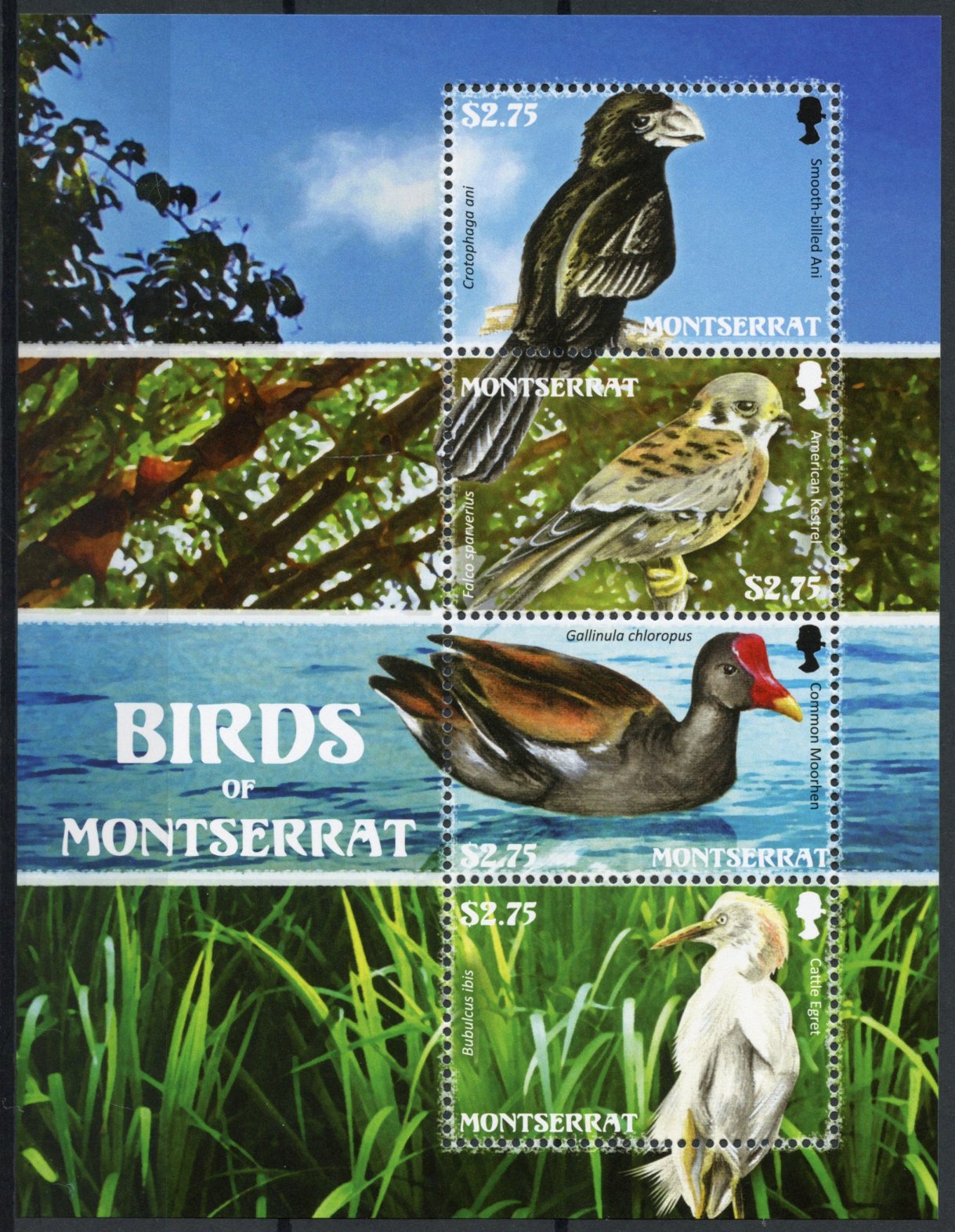 Montserrat 2009 MNH Birds of Montserrat 4v M/S Egrets Kestrel Ani Moorhen Stamps