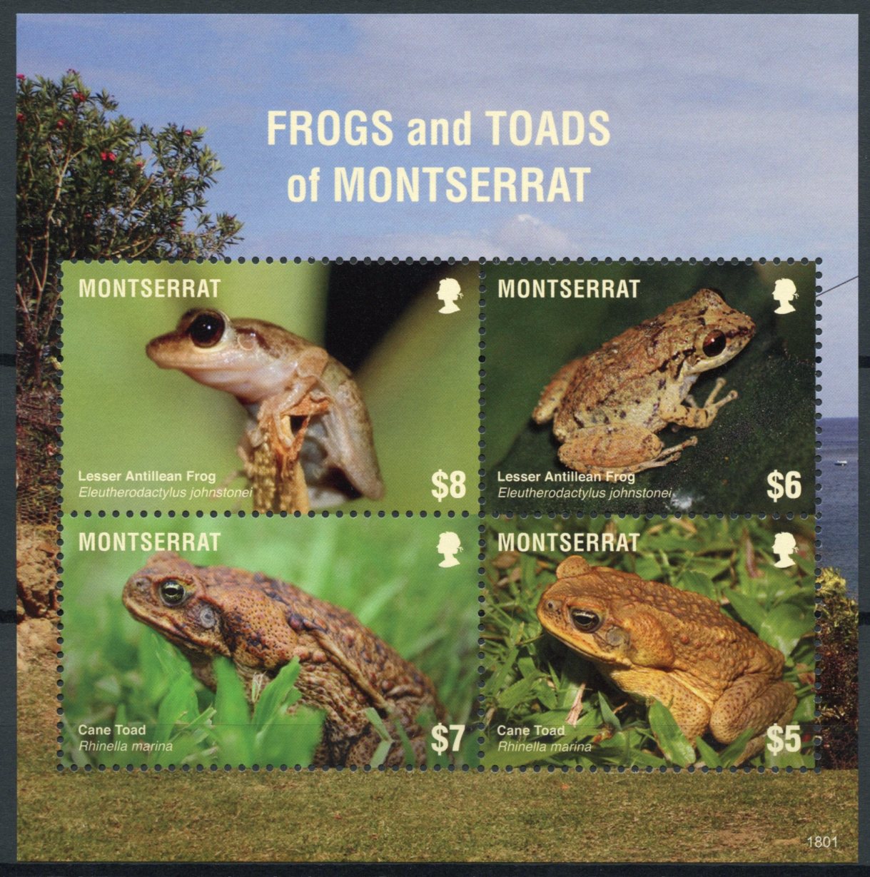 Montserrat 2018 MNH Amphibians Stamps Frogs & Toads Cane Toad Frog 4v M/S