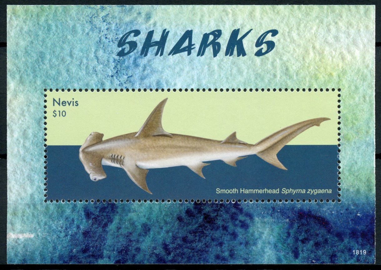 Nevis 2018 MNH Sharks Smooth Hammerhead Shark 1v S/S Marine Animals Stamps