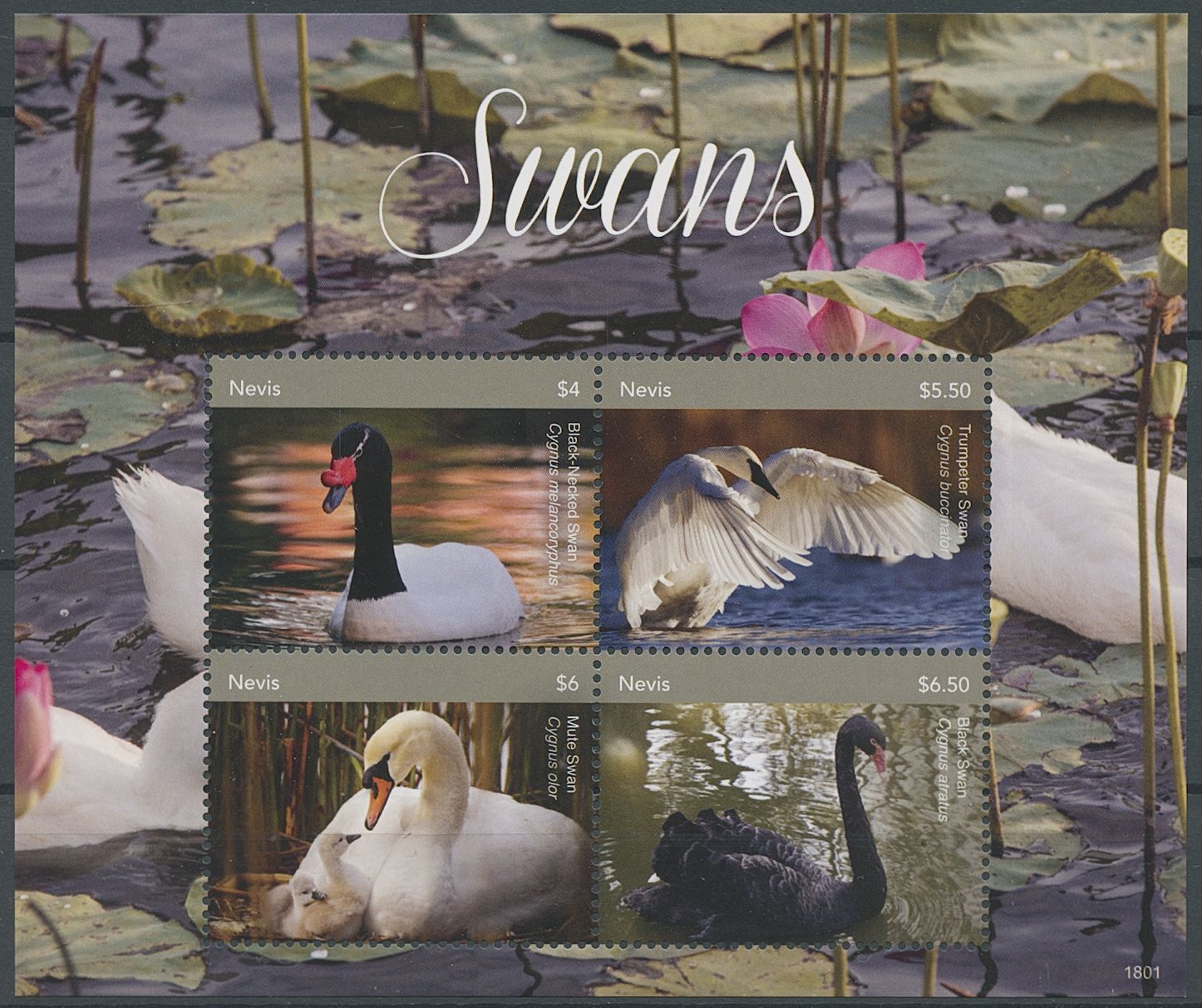 Nevis 2018 MNH Birds on Stamps Swans Mute Black Swan 4v M/S