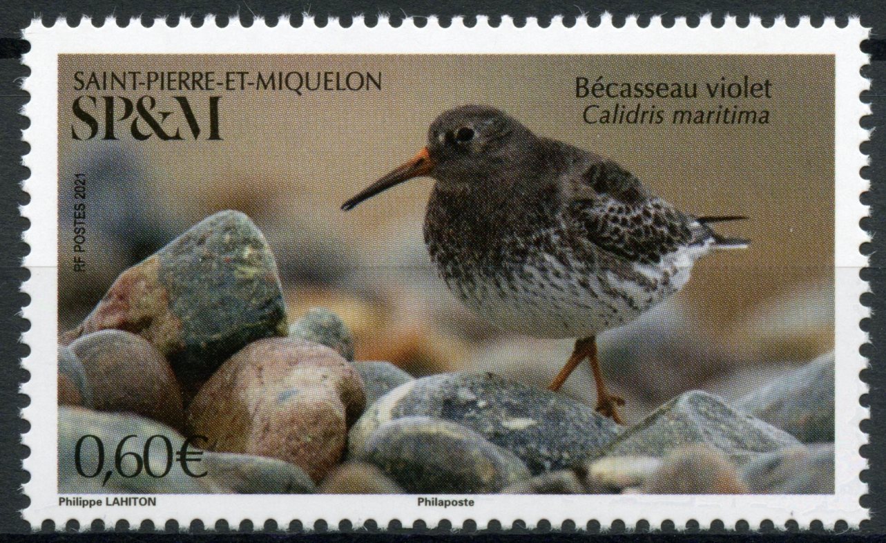 Saint-Pierre & Miquelon SP&M 2021 MNH Birds on Stamps Purpe Sandpiper 1v Set