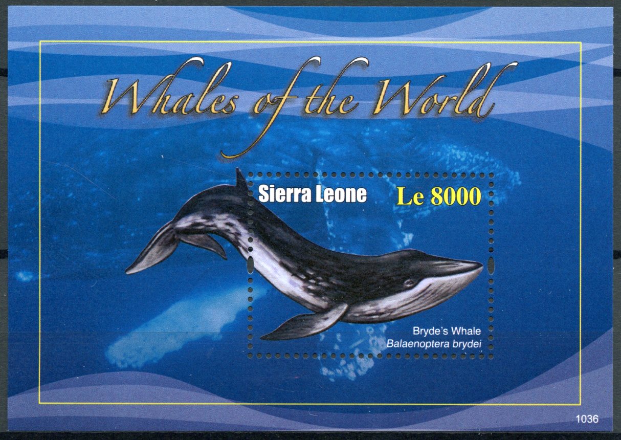 Sierra Leone 2010 MNH Whales of the World 1v S/S I Bryde's Whale