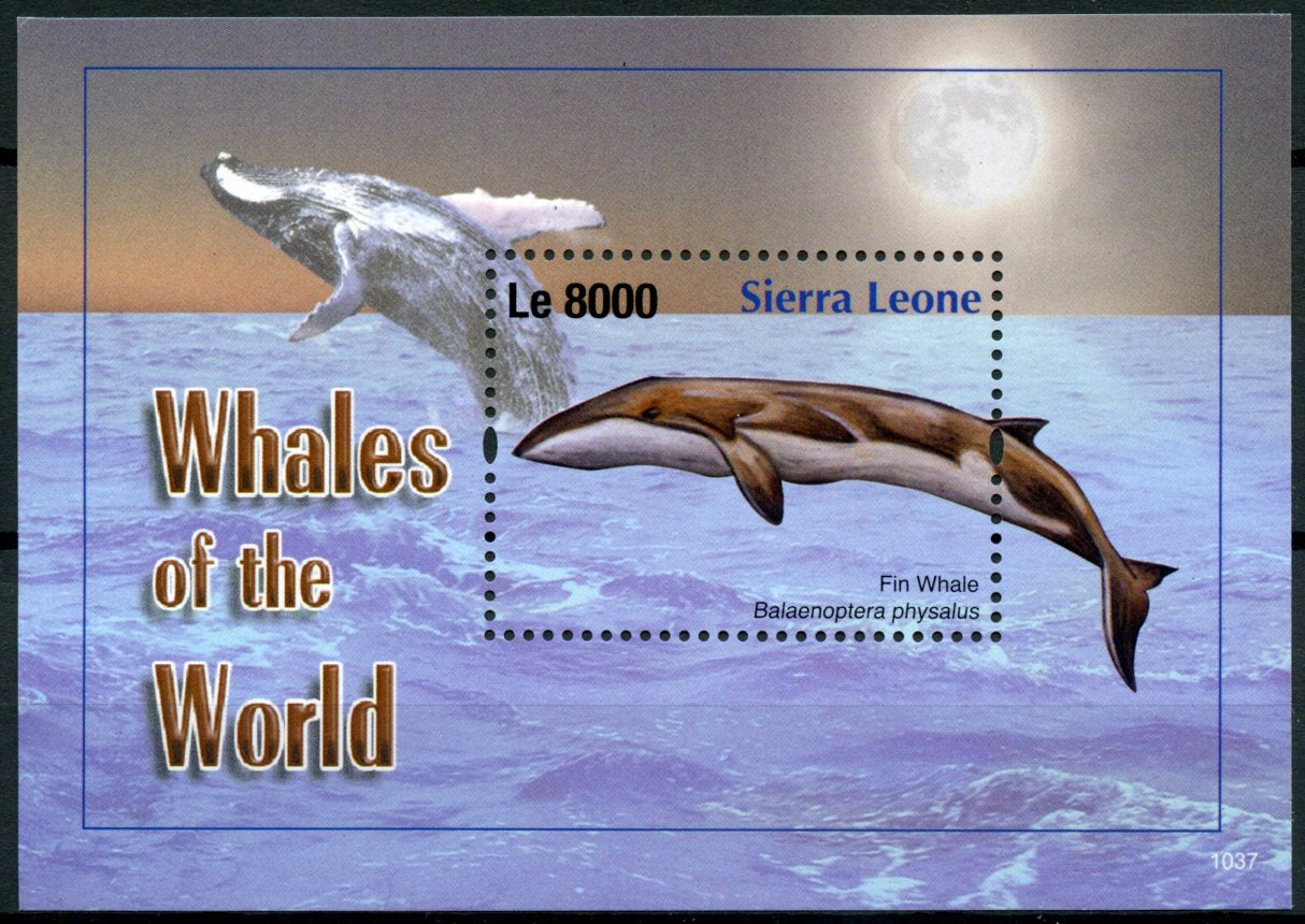 Sierra Leone 2010 MNH Whales of the World 1v S/S II Fin Whale Marine Mammals