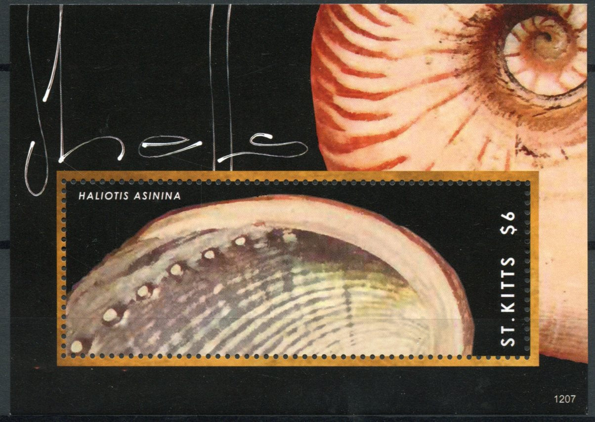 St Kitts 2012 MNH Seashells Stamps Shells Haliotis Asinina 1v S/S