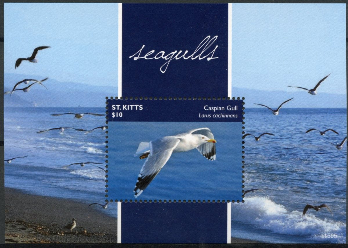 St Kitts 2015 MNH Seagulls 1v S/S I Birds Caspian Gull