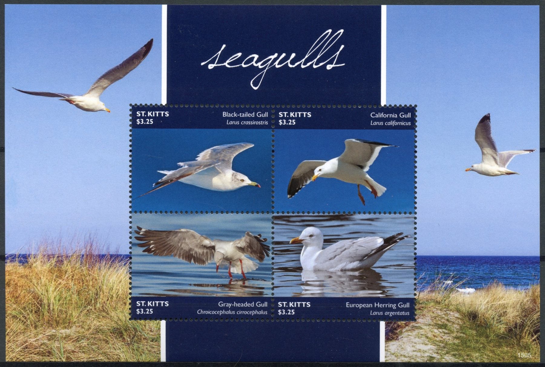 St Kitts 2015 MNH Seagulls 4v M/S I Birds California Herring Gull Stamps