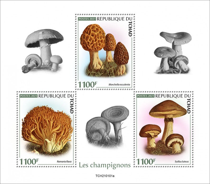 Chad 2021 MNH Mushrooms Stamps Morchella Fungi Nature 3v M/S