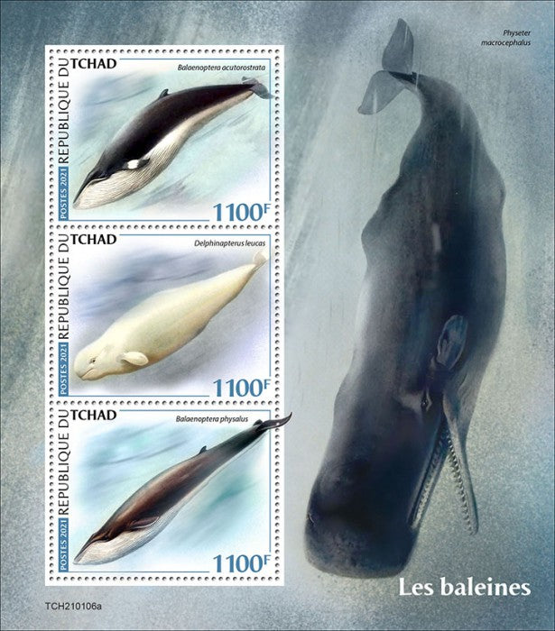 Chad 2021 MNH Marine Animals Stamps Whales Minke Beluga Whale 3v M/S