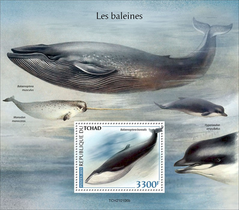 Chad 2021 MNH Marine Animals Stamps Whales Sei Whale 1v S/S