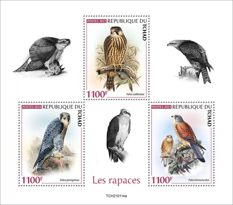 Chad 2021 MNH Birds of Prey on Stamps Raptors Falcons Peregrine Falcon 3v M/S