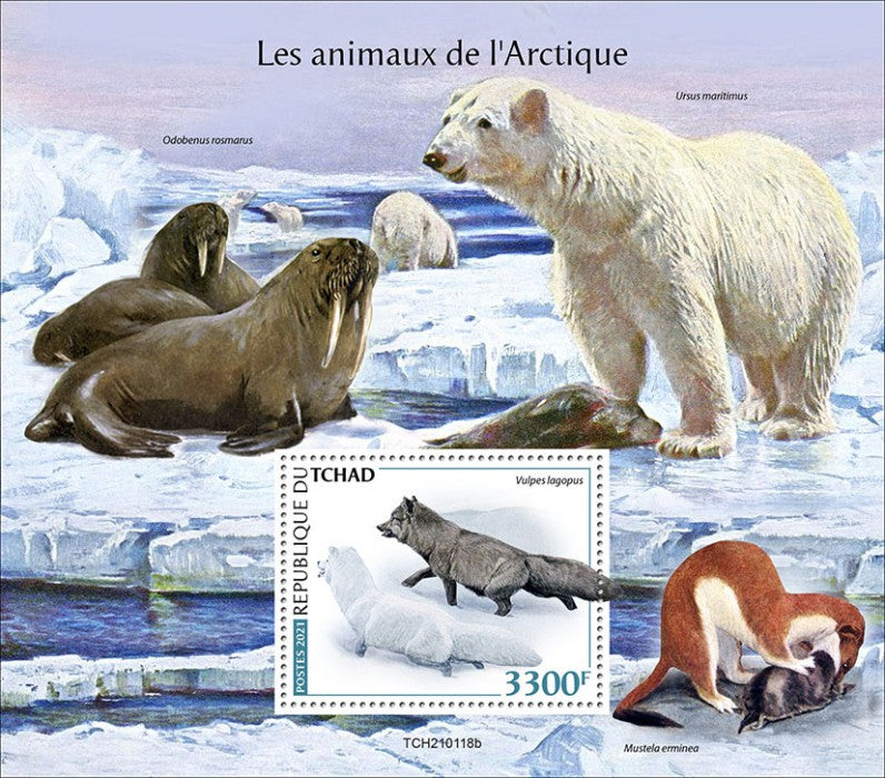 Chad 2021 MNH Wild Animals Stamps Arctic Animals Foxes Arctic Fox Polar Bears 1v S/S