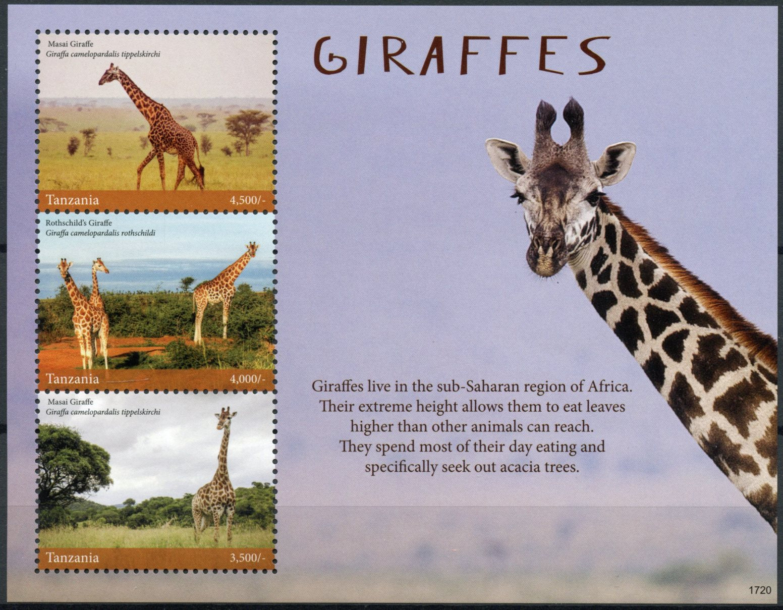 Tanzania 2017 MNH Wild Animals Stamps Giraffes Masai Giraffe 3v M/S II
