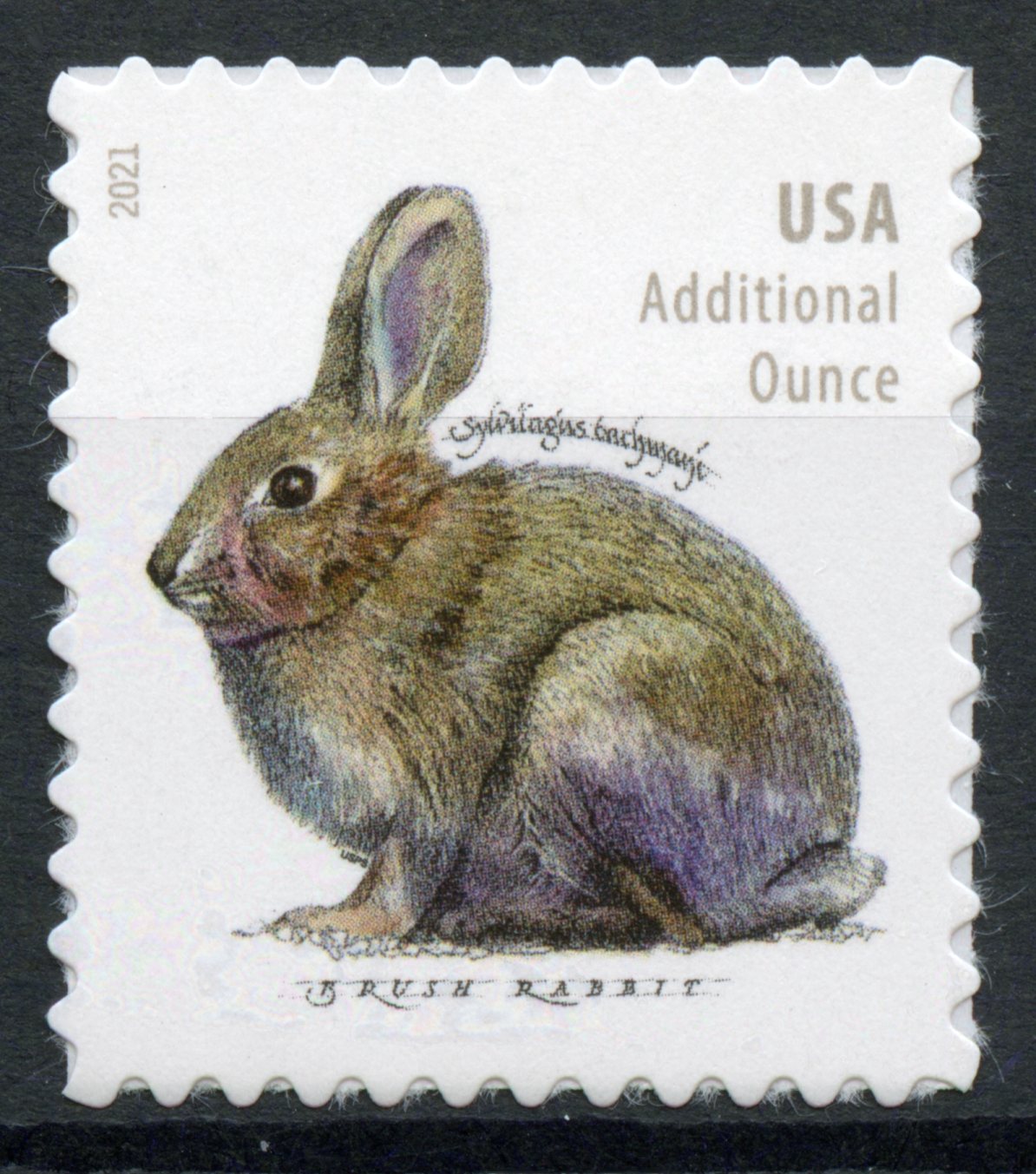 USA 2021 MNH Wild & Domestic Animals Stamps Rabbits Brush Rabbit 1v S/A Set